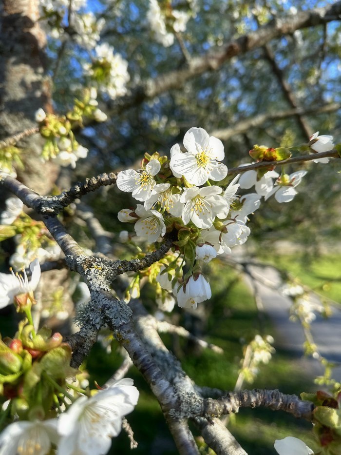 Vårblomning Tollare